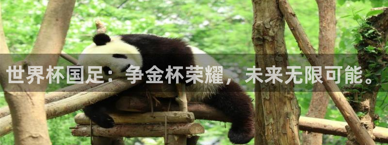 中国 世界杯:世界杯国足:争金杯荣耀,未来无限可能。
