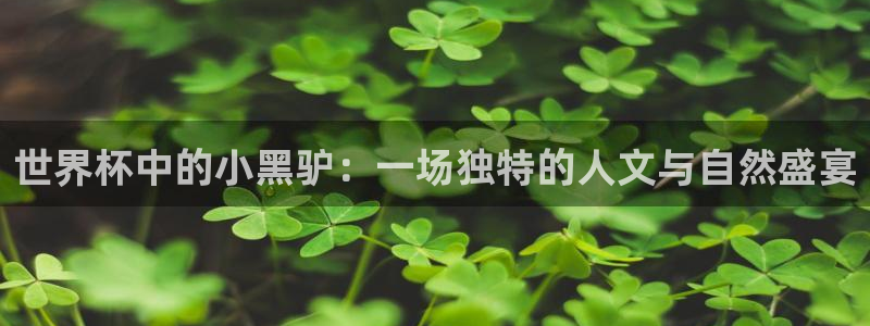 欧洲世界杯预选赛赛程:世界杯中的小黑驴:一场独特的人文与自然盛宴